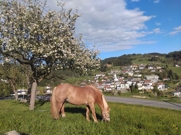 Frühling am Freibergerhof